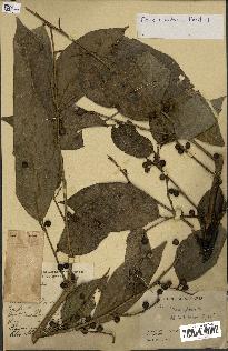 spécimen de Ficus tinctoria