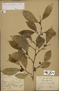 spécimen de Ficus tinctoria