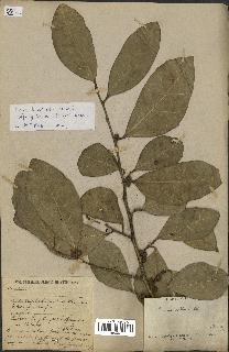 spécimen de Ficus tinctoria
