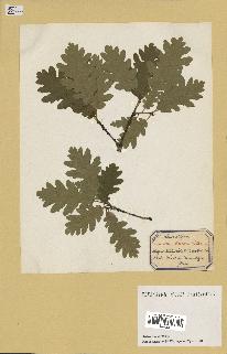 spécimen de Quercus pubescens