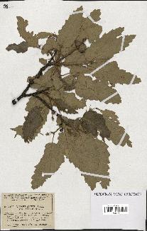 spécimen de Quercus afares