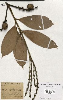 spécimen de Lithocarpus sp.