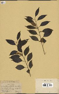 spécimen de Castanopsis cuspidata
