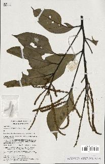 spécimen de Lithocarpus sp.