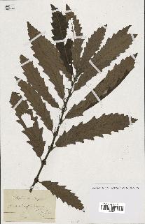 spécimen de Quercus castaneifolia