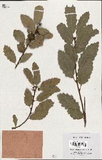 spécimen de Quercus infectoria