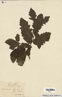 spécimen de Quercus castaneifolia