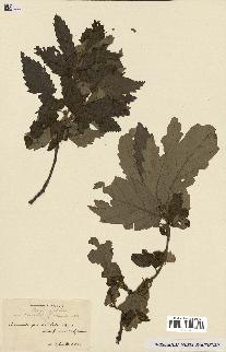 spécimen de Quercus castaneifolia