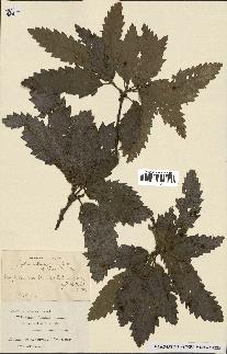 spécimen de Quercus castaneifolia