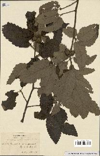 spécimen de Quercus castaneifolia