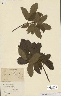 spécimen de Quercus castaneifolia