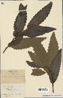 spécimen de Quercus castaneifolia
