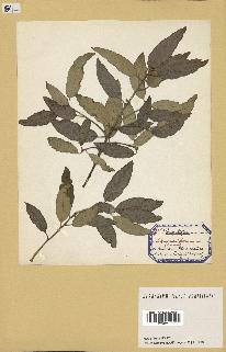 spécimen de Quercus ilex