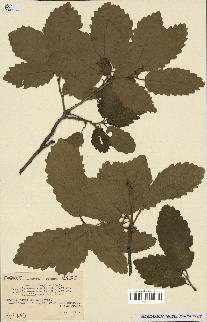 spécimen de Quercus faginea