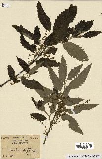 spécimen de Quercus afares