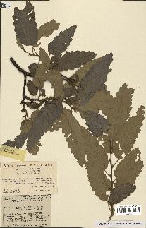 spécimen de Quercus afares