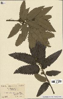 spécimen de Quercus afares