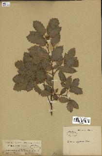spécimen de Quercus infectoria