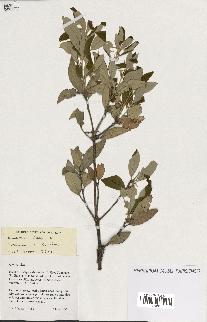 spécimen de Quercus ilex