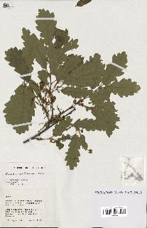 spécimen de Quercus pubescens