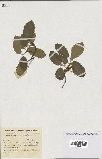 spécimen de Quercus faginea