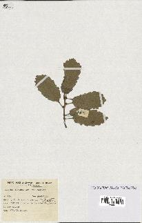 spécimen de Quercus faginea