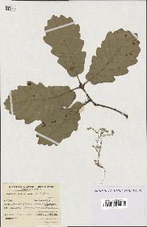 spécimen de Quercus faginea