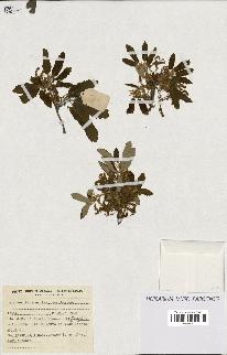 spécimen de Quercus faginea