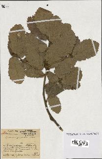 spécimen de Quercus faginea
