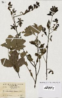 spécimen de Quercus faginea