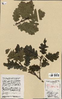 spécimen de Quercus petraea