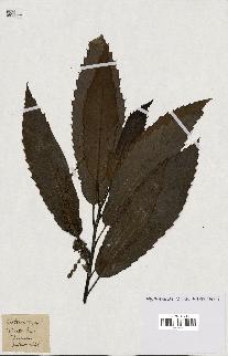 spécimen de Castanea vesca