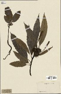 spécimen de Castanea vesca