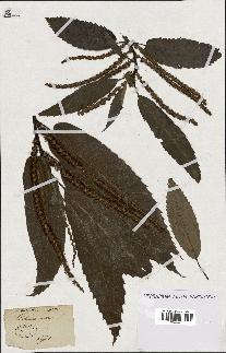 spécimen de Castanea vesca