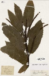 spécimen de Castanea vesca