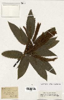 spécimen de Castanea vesca