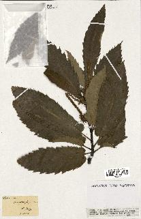 spécimen de Castanea vesca