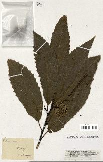spécimen de Castanea vesca