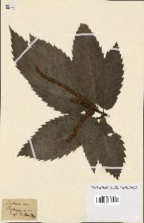 spécimen de Castanea vesca