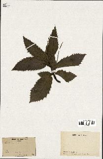 spécimen de Castanea vesca