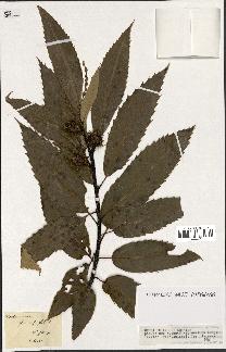 spécimen de Castanea vesca