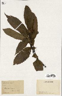 spécimen de Castanea vesca