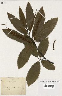 spécimen de Castanea vesca