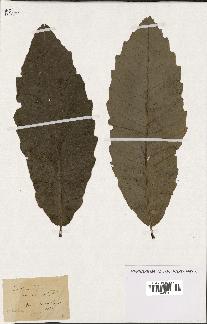 spécimen de Castanea vesca