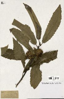 spécimen de Castanea sativa