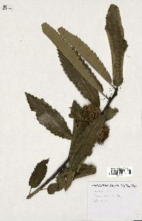 spécimen de Castanea sativa