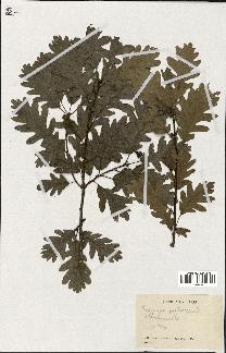 spécimen de Quercus pubescens