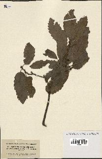 spécimen de Quercus infectoria