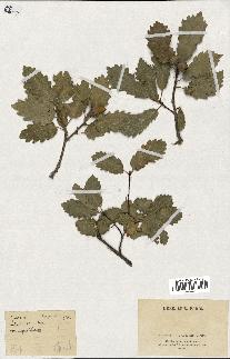 spécimen de Quercus infectoria