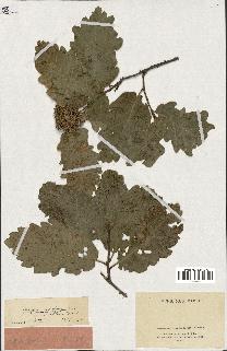 spécimen de Quercus infectoria